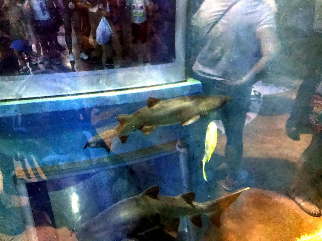 Sharks and other fish at the Pole Aquarium at the Dalian Laohutan Ocean Park