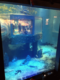 Fish and coral at the Pole Aquarium at the Dalian Laohutan Ocean Park