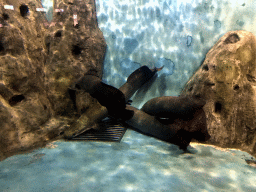 Arapaimas at the Pole Aquarium at the Dalian Laohutan Ocean Park