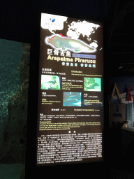 Explanation on the Arapaima at the Pole Aquarium at the Dalian Laohutan Ocean Park