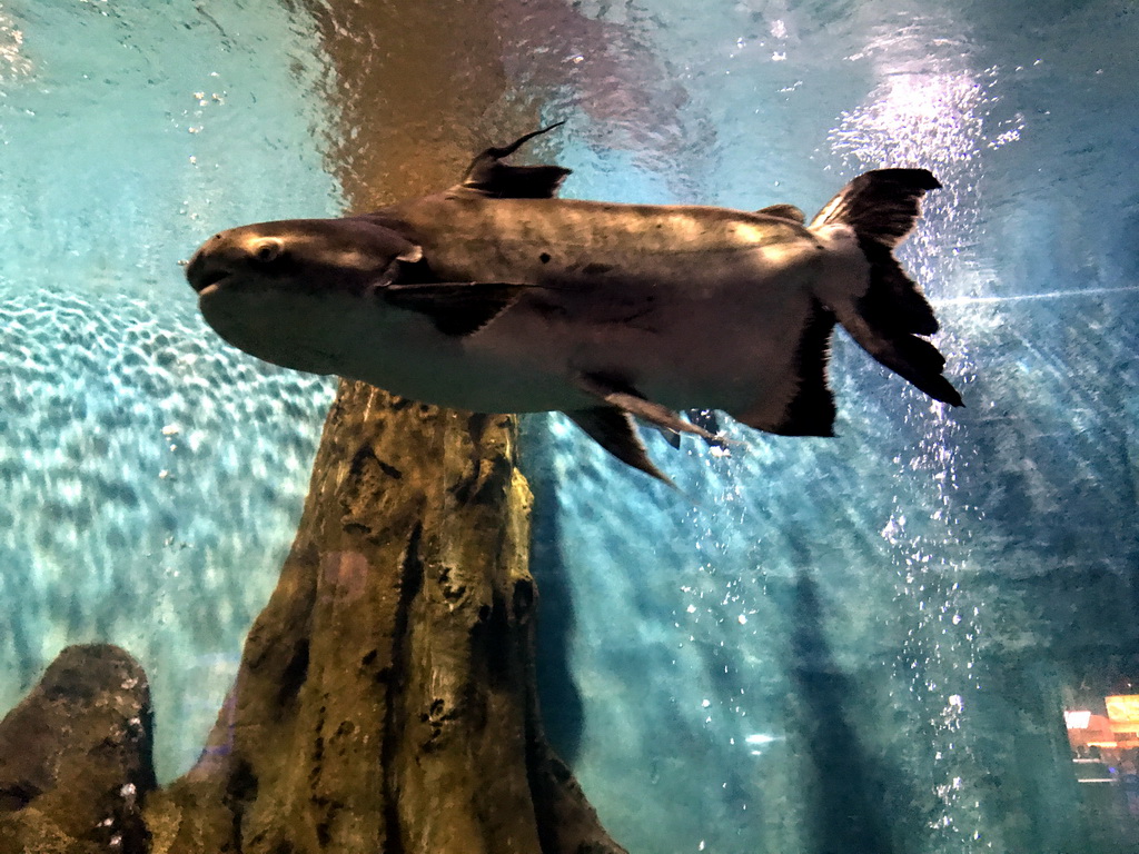 Giant Pangasius at the Pole Aquarium at the Dalian Laohutan Ocean Park