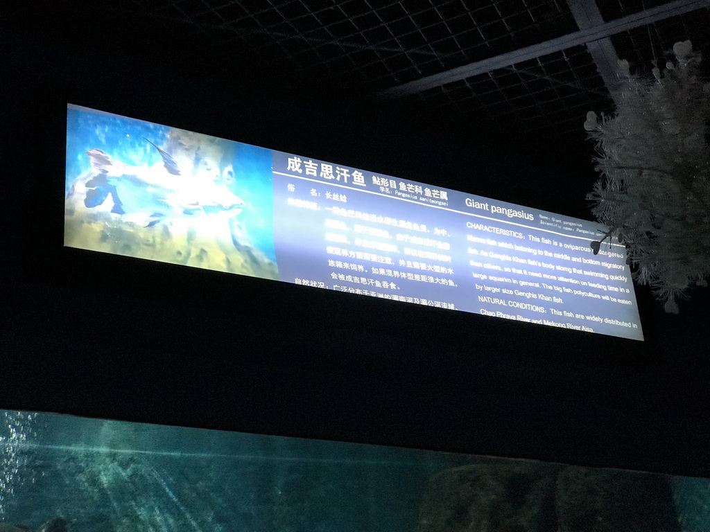 Explanation on the Giant Pangasius at the Pole Aquarium at the Dalian Laohutan Ocean Park