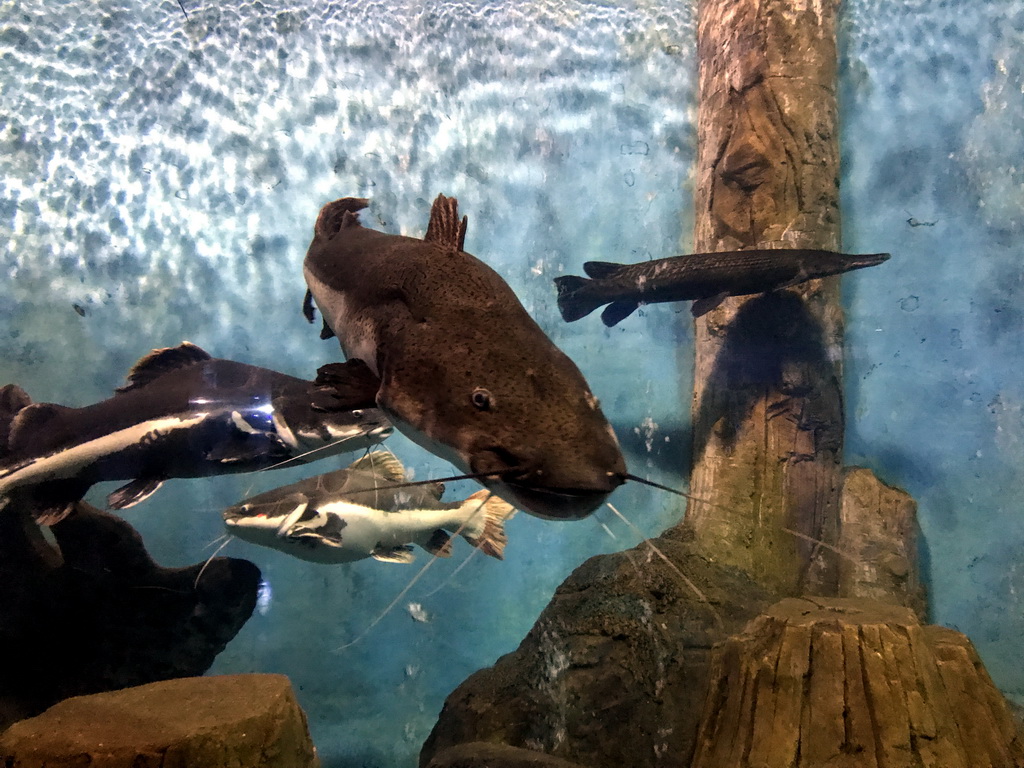 Fish at the Pole Aquarium at the Dalian Laohutan Ocean Park