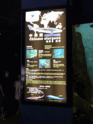 Explanation on the Chinese Sturgeons at the Pole Aquarium at the Dalian Laohutan Ocean Park