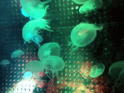 Jellyfish at the Pole Aquarium at the Dalian Laohutan Ocean Park