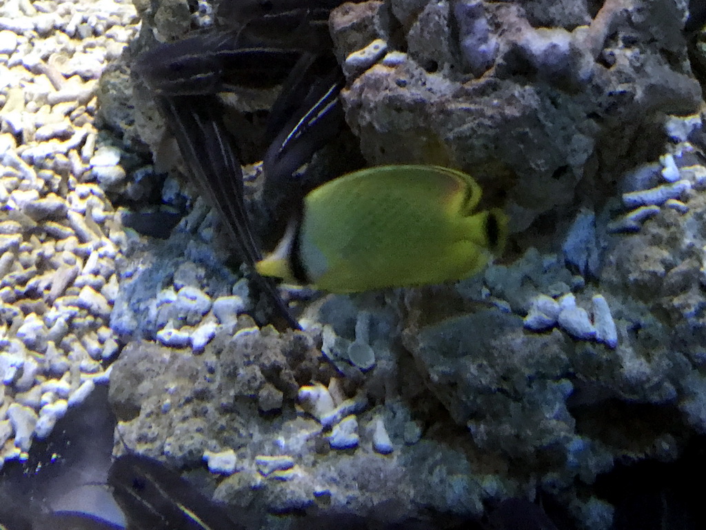 Fish at the Pole Aquarium at the Dalian Laohutan Ocean Park