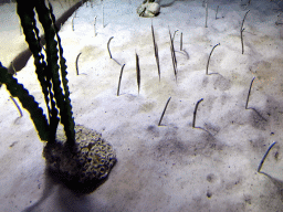 Shrimpfish at the Pole Aquarium at the Dalian Laohutan Ocean Park