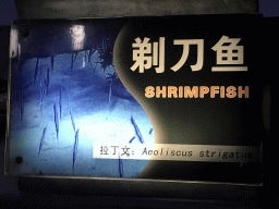 Explanation on the Shrimpfish at the Pole Aquarium at the Dalian Laohutan Ocean Park