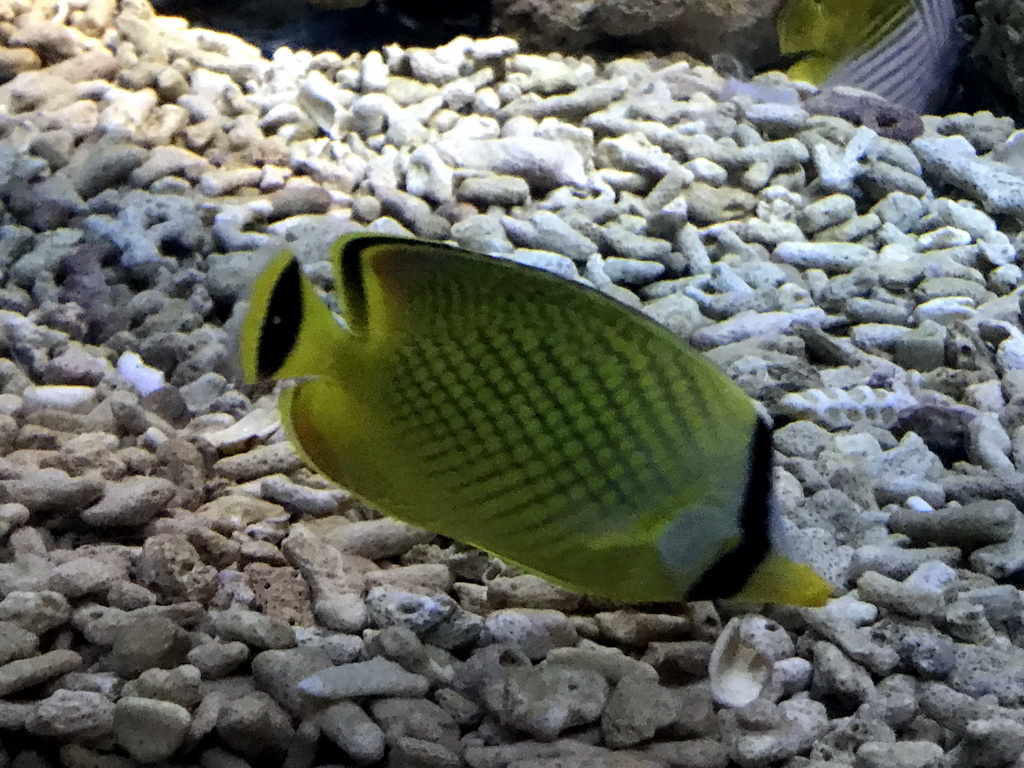 Fish at the Pole Aquarium at the Dalian Laohutan Ocean Park