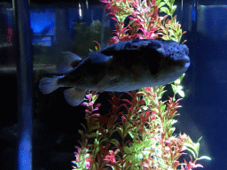 Fugu at the Pole Aquarium at the Dalian Laohutan Ocean Park