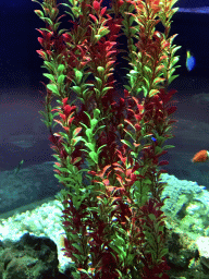 Fish and plant at the Pole Aquarium at the Dalian Laohutan Ocean Park