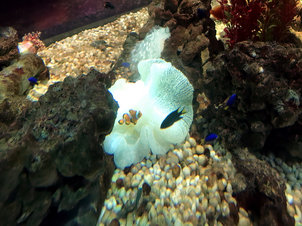 Fish and coral at the Pole Aquarium at the Dalian Laohutan Ocean Park