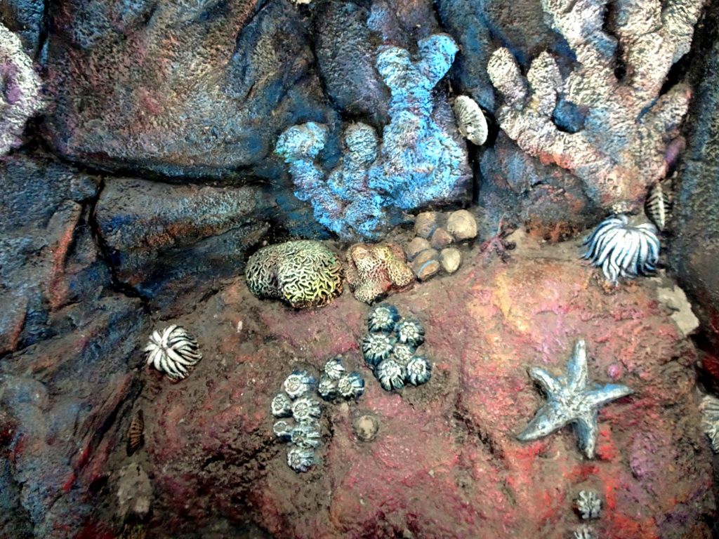 Starfish, shells and coral at the Pole Aquarium at the Dalian Laohutan Ocean Park