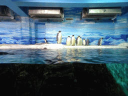 King Penguins at the Pole Aquarium at the Dalian Laohutan Ocean Park