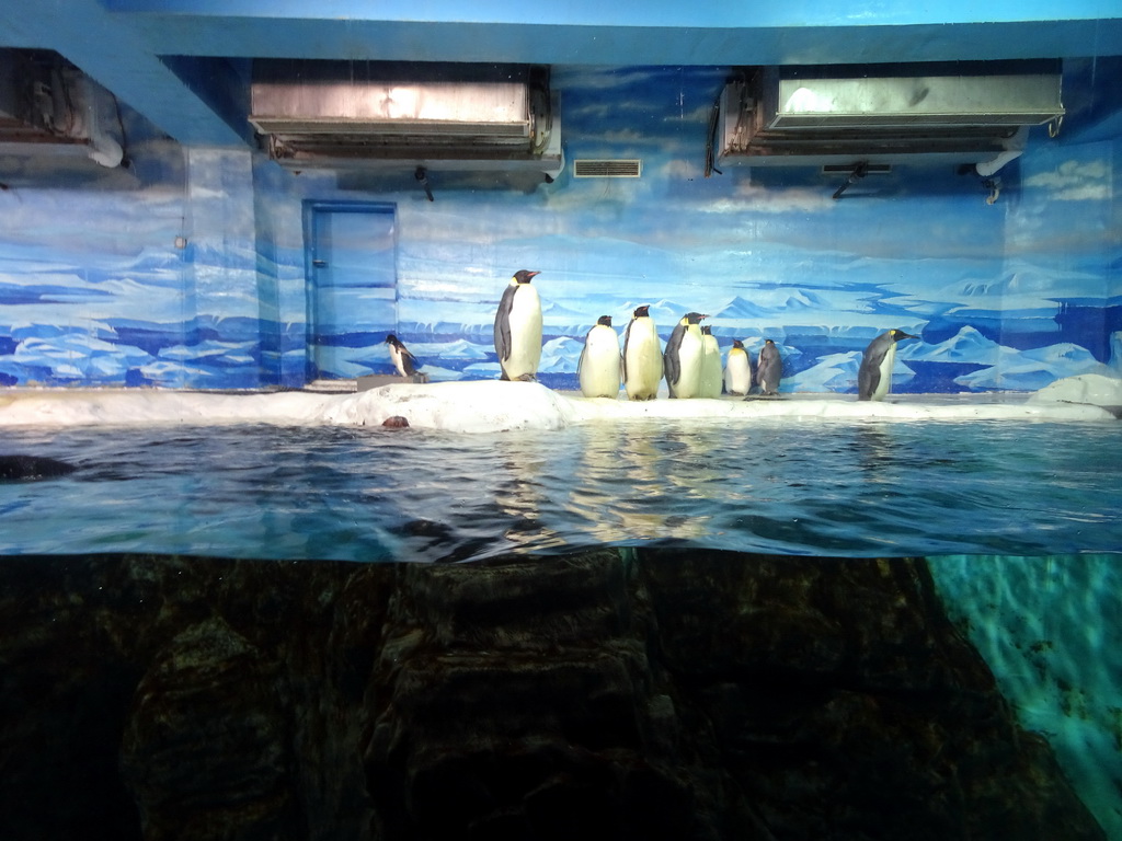 King Penguins at the Pole Aquarium at the Dalian Laohutan Ocean Park