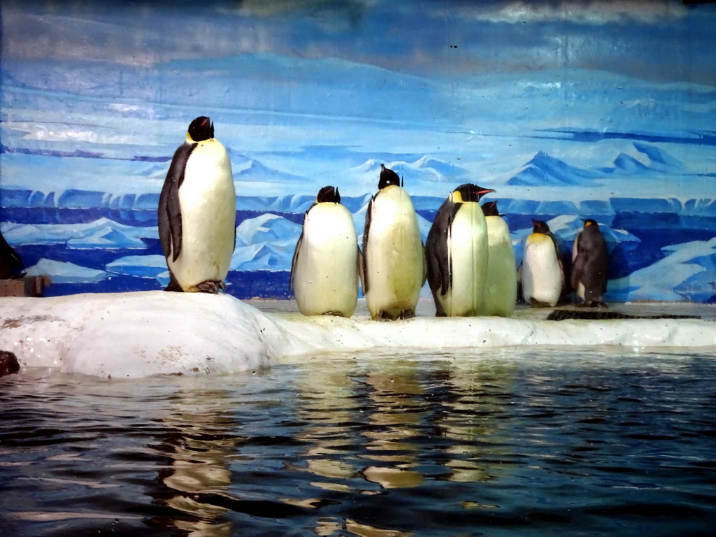 King Penguins at the Pole Aquarium at the Dalian Laohutan Ocean Park