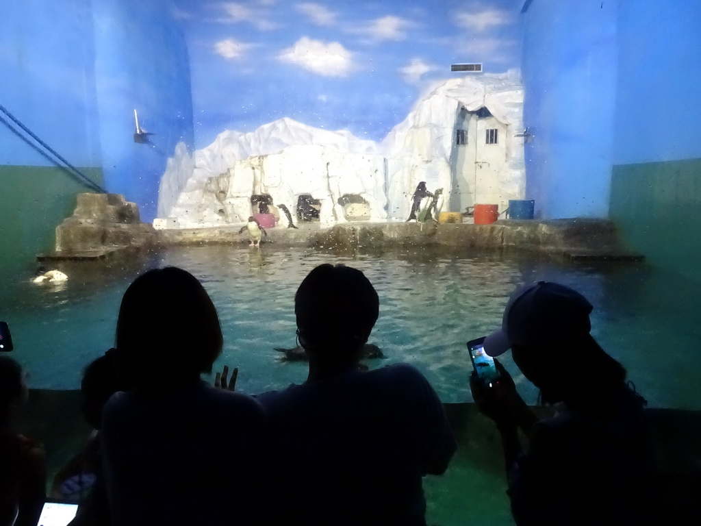 Gentoo Penguins at the Pole Aquarium at the Dalian Laohutan Ocean Park