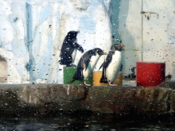 Gentoo Penguins at the Pole Aquarium at the Dalian Laohutan Ocean Park