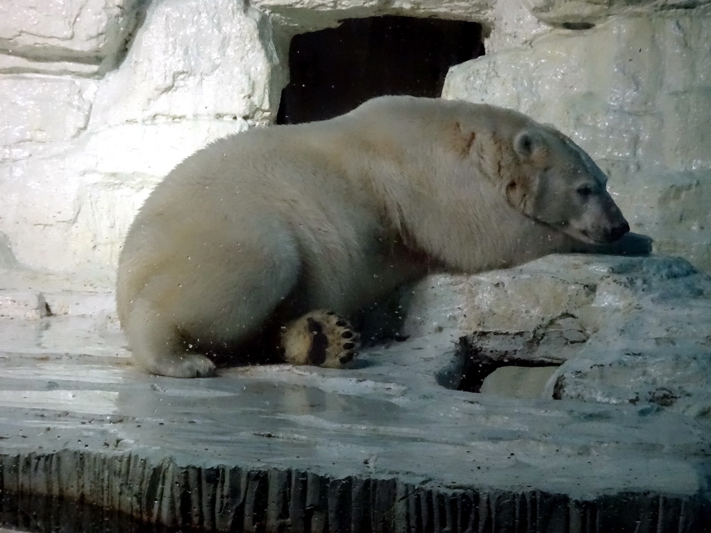 Polar Bear at the Pole Aquarium at the Dalian Laohutan Ocean Park