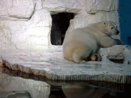 Polar Bear at the Pole Aquarium at the Dalian Laohutan Ocean Park