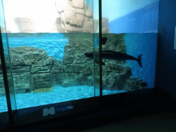 Finless Porpoise at the Pole Aquarium at the Dalian Laohutan Ocean Park