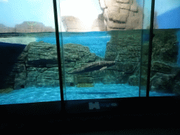 Finless Porpoise at the Pole Aquarium at the Dalian Laohutan Ocean Park