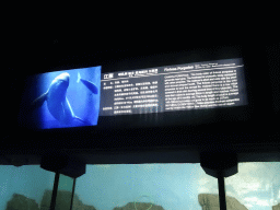 Explanation on the Finless Porpoise at the Pole Aquarium at the Dalian Laohutan Ocean Park