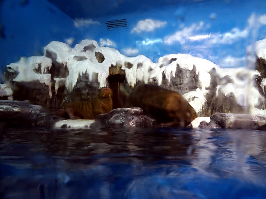 Walruses at the Pole Aquarium at the Dalian Laohutan Ocean Park
