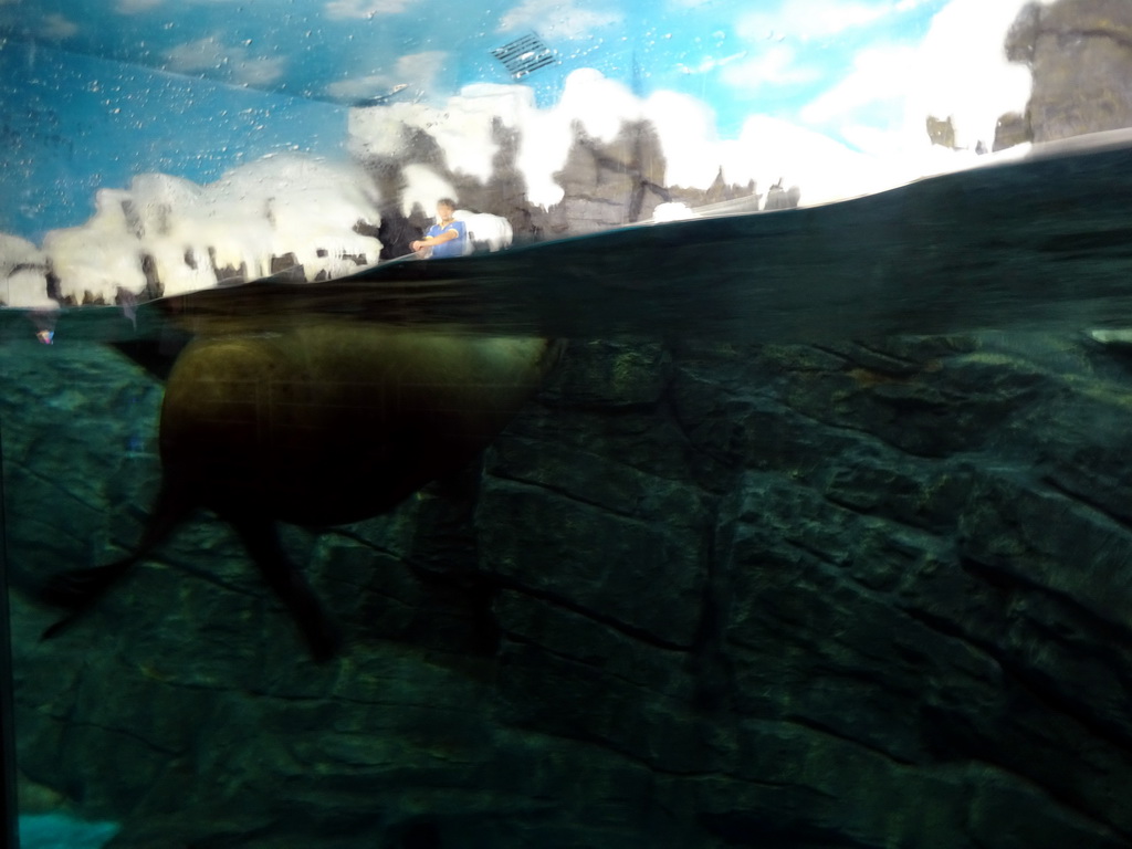 Walrus and zookeeper at the Pole Aquarium at the Dalian Laohutan Ocean Park