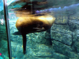 Walrus at the Pole Aquarium at the Dalian Laohutan Ocean Park