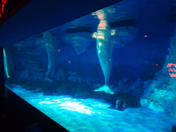 Beluga Whales at the Pole Aquarium at the Dalian Laohutan Ocean Park