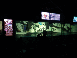 Steller Sea Lions and zookeeper at the Pole Aquarium at the Dalian Laohutan Ocean Park