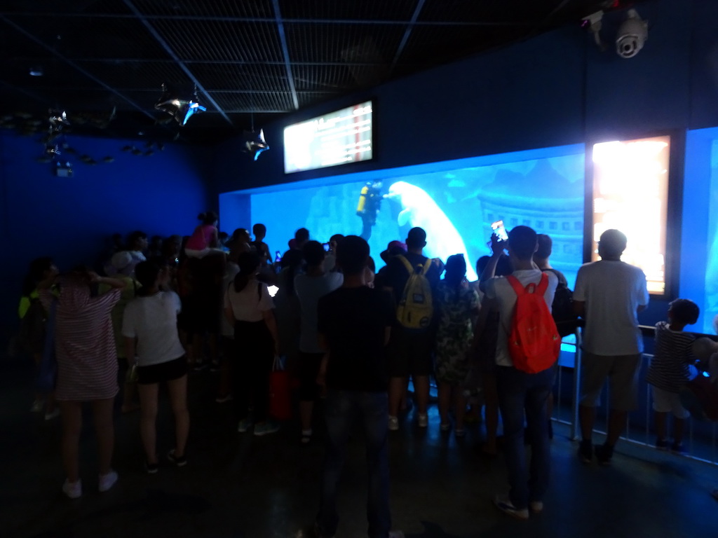 Beluga Whale and diver at the Pole Aquarium at the Dalian Laohutan Ocean Park