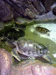 Turtles at the Coral Hall at the Dalian Laohutan Ocean Park