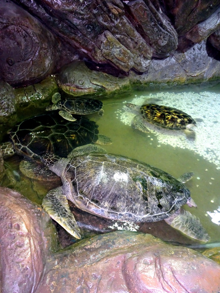 Turtles at the Coral Hall at the Dalian Laohutan Ocean Park