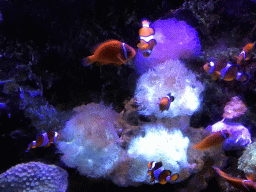Clownfish and coral at the Coral Hall at the Dalian Laohutan Ocean Park