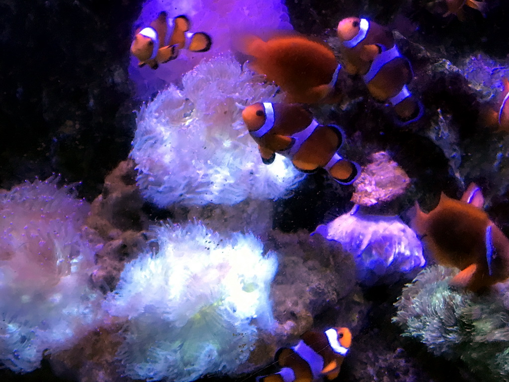 Clownfish and coral at the Coral Hall at the Dalian Laohutan Ocean Park