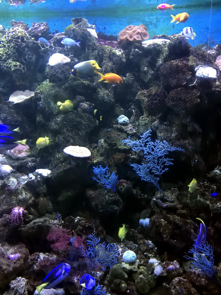 Fish and coral at the Coral Hall at the Dalian Laohutan Ocean Park