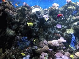Fish and coral at the Coral Hall at the Dalian Laohutan Ocean Park
