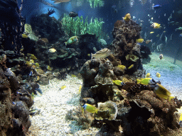 Fish and coral at the Coral Hall at the Dalian Laohutan Ocean Park