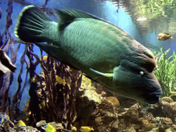 Fish and coral at the Coral Hall at the Dalian Laohutan Ocean Park