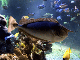 Fish and coral at the Coral Hall at the Dalian Laohutan Ocean Park