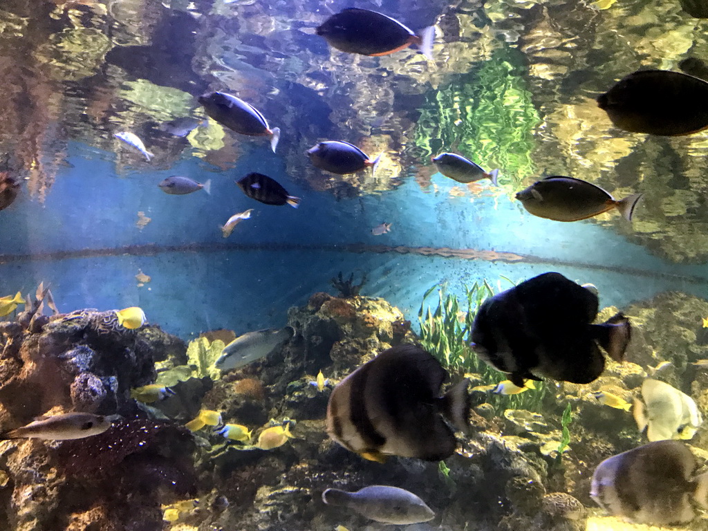 Fish and coral at the Coral Hall at the Dalian Laohutan Ocean Park