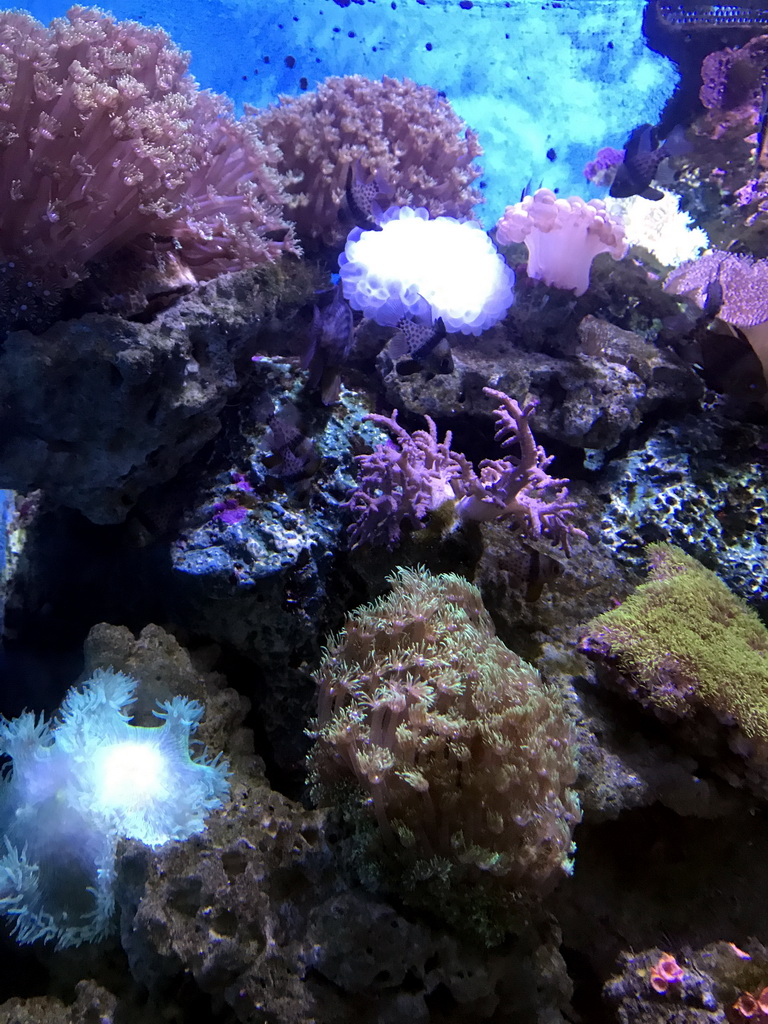 Fish and coral at the Coral Hall at the Dalian Laohutan Ocean Park