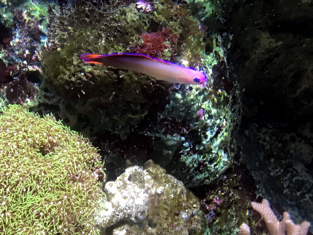 Fish and coral at the Coral Hall at the Dalian Laohutan Ocean Park