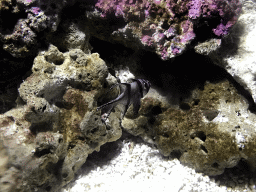 Fish and coral at the Coral Hall at the Dalian Laohutan Ocean Park