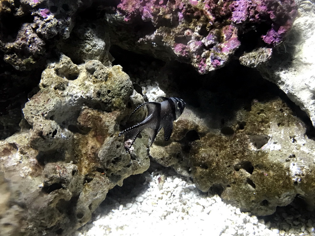 Fish and coral at the Coral Hall at the Dalian Laohutan Ocean Park