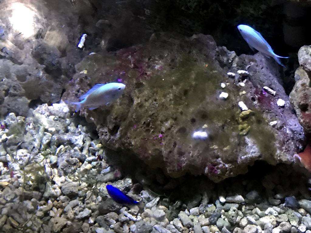 Fish at the Coral Hall at the Dalian Laohutan Ocean Park
