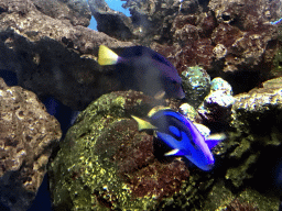 Fish at the Coral Hall at the Dalian Laohutan Ocean Park