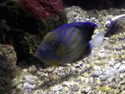 Fish at the Coral Hall at the Dalian Laohutan Ocean Park